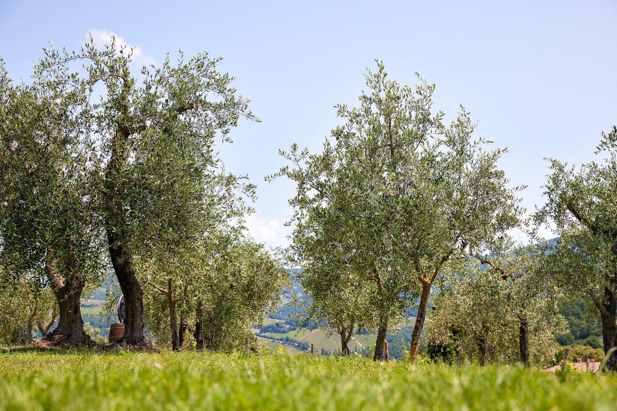 Tenuta Il Poggetto Radda in Chianti Kültér fotó