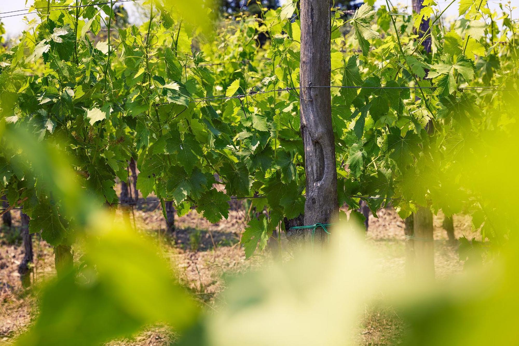 Tenuta Il Poggetto Radda in Chianti Kültér fotó
